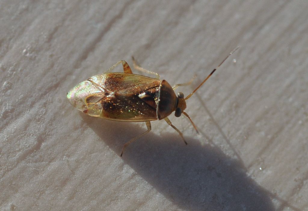 Miridae: Pinalitus cervinus